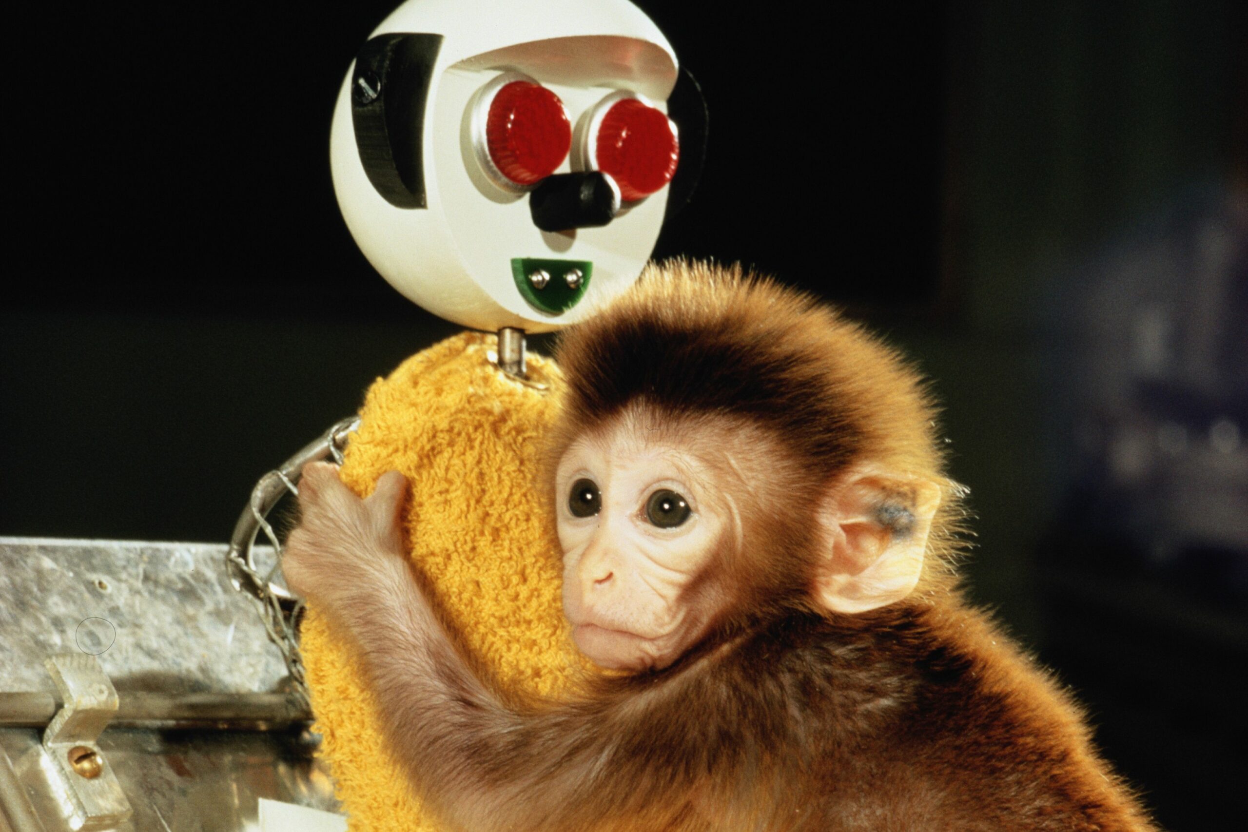 Harry Harlow y la naturaleza del amor y el afecto