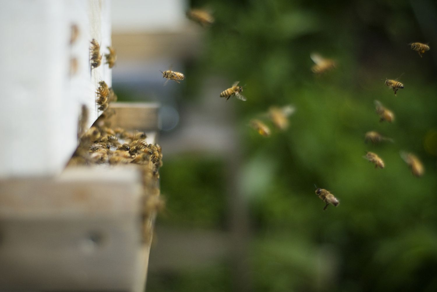 Entendiendo el Miedo a los Insectos o Entomofobia