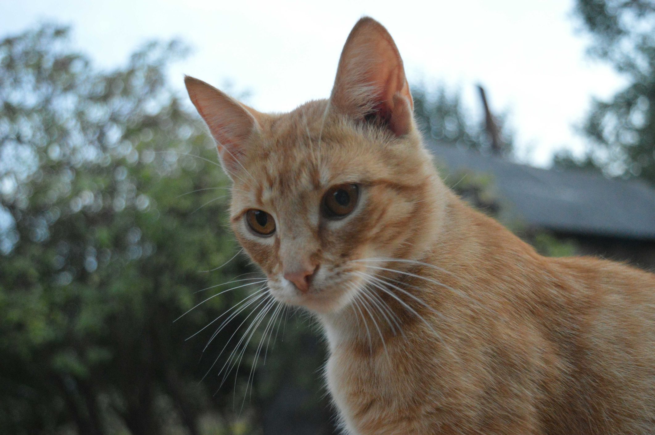 Comprender el miedo a los gatos
